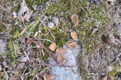 260119 sudajii  no donnguri no kara s-IMG_8208.jpg