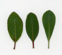 2601006 syarinnbai( kyoshi ari ) to syarinnbai( zennen ) to tobera no ha  s-0115.jpg