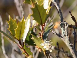 260106  hiiragi no hana s-IMG_1084 copy.jpg