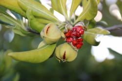 260106  tobera no kajitsu to syushi s-IMG_1070.jpg