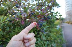 260106  tobera no syushi wo yubi ni tukeru s-IMG_1046.jpg