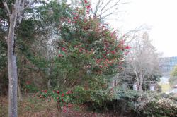 260107 kanntsubaki ga saiteiru s-IMG_1961.jpg