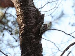 260107 kasumizakura no mikini kogera s-IMG_1279 copy.jpg