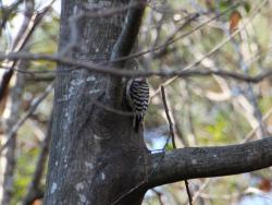 260107 kogera ga akashide no miki ni iru s-IMG_1227 copy.jpg