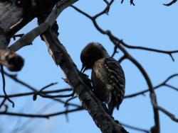 260107 kogera ga konara no kare eda ni iru s-IMG_1367 copy.jpg