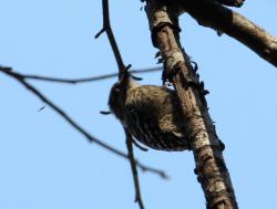 260107 kogera ga konara no kare eda ni iru s-IMG_1679 copy.jpg