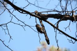 260107 kogera ga konara no kare eda ni irus-IMG_1653.jpg