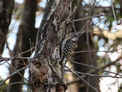 260107 kogera ga konara no miki ni iru s-IMG_1215 copy.jpg