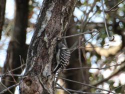 260107 kogera ga konara no miki ni iru s-IMG_1217 copy.jpg