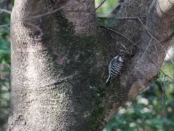 260107 yamamomo no mikini kogera s-IMG_1228 copy.jpg