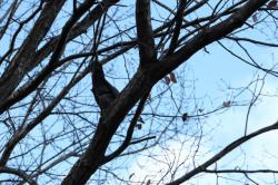 260108 kijibato ga konara  no eda ni iru s-IMG_2117.jpg