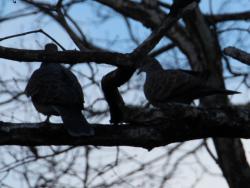 260108 kijibato ga niwa s-IMG_2162 copy.jpg