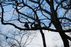 260108 kijibato ga niwa s-IMG_2162.jpg