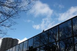 260108 kijibato ga tatemono no ue ni iru s-IMG_2132.jpg