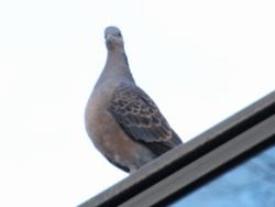 260108 kijibato ga tatemono no ue ni iru s-IMG_2143 copy.jpg