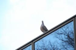 260108 kijibato ga tatemono no ue ni iru s-IMG_2143.jpg