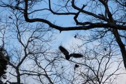 260108 kijibato ga tonnda s-IMG_2181.jpg