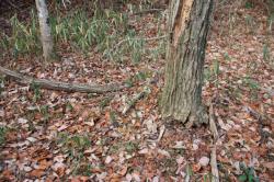 260108 konara no kare eda s-IMG_2044.jpg