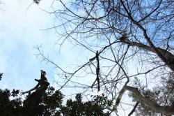 260108 konara no kare eda s-IMG_2052.jpg