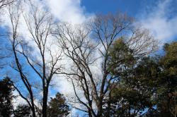 260108 konara rin  s-IMG_2212.jpg