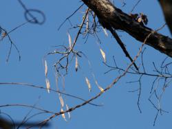 260111 fuji no saya s-IMG_2454 copy.jpg