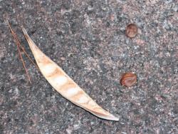 260111 fuji no saya to mame s-IMG_2346 copy.jpg