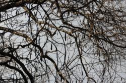 260111 fuji no tsuru ga konara noeda ni karamu s-IMG_2367.jpg