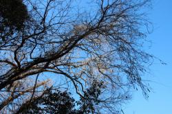 260111 konara no kouboku no eda ni fuji ga karannde iru  s-IMG_2408.jpg