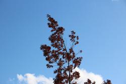 260111 kunugi no kareta ha ga kaze ni nabiku s-IMG_2475.jpg