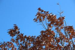 260111 kunugi no kareta ha ga kaze ni nabiku s-IMG_2476.jpg