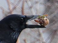 260114 hashibosogarasu ga rannsyou wo kuwaete iru  s-IMG_2628 copy2.jpg