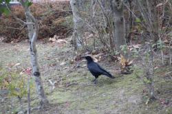 260114 hashibosogarasu s-IMG_2579.jpg