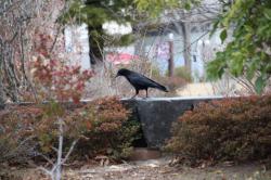 260114 hashibosogarasu s-IMG_2587.jpg