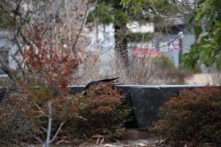 260114 hashibosogarasu s-IMG_2613.jpg