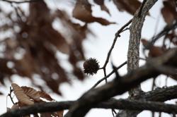 260114 kunugi no donnguri ga eda ni nokotte iru s-IMG_2736.jpg