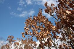 260114 kunugi no kareta ha ga eda ni nokotte iru s-IMG_3202.jpg