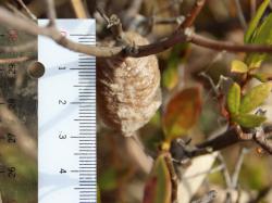 260115 ookamakiri no rannsyou ga hiradotsutsuji  no eda ni s-IMG_7743 copy.jpg