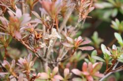 260115 ookamakiri no rannsyou ga satsuki  no eda ni s-IMG_7664.jpg