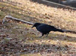 260119 hasibosogarasu ga aruite iru s-IMG_7962 copy.jpg