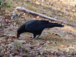 260119 hasibosogarasu ga ashi wo tsukatte iru s-IMG_8015 copy.jpg