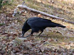 260119 hasibosogarasu ga ashi wo tsukatte iru s-IMG_8016 copy.jpg