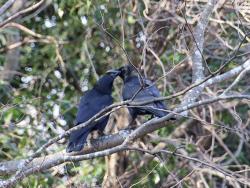 260119 hasibosogarasu ga keyaki no eda ni 2wa iru s-IMG_8103 copy.jpg