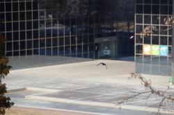 260119 hasibosogarasu ga tonnde iku s-IMG_8140 copy.jpg