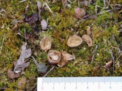 260120 sudajii no donnguri ga taberareta ato s-IMG_8295 copy.jpg