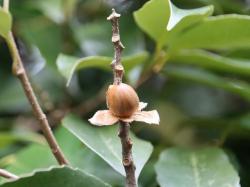 260120 sudajii no donnguri s-IMG_8266 copy.jpg