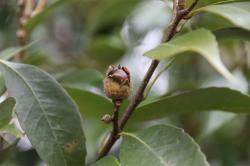 260120 sudajii no donnguri s-IMG_8268 copy.jpg