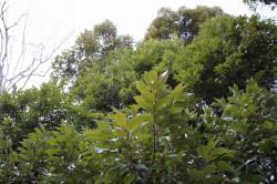 260122 sudajii no jyukann s-IMG_8732.jpg