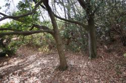 260122 sudajii no miki ( 2 hon ) s-IMG_8672.jpg