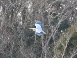 260127 aosagi ga tonde iru s-IMG_9251 copy.jpg