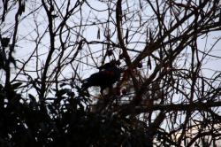 260127 hashibosogarasu ga furimuite iru s-IMG_9482.jpg